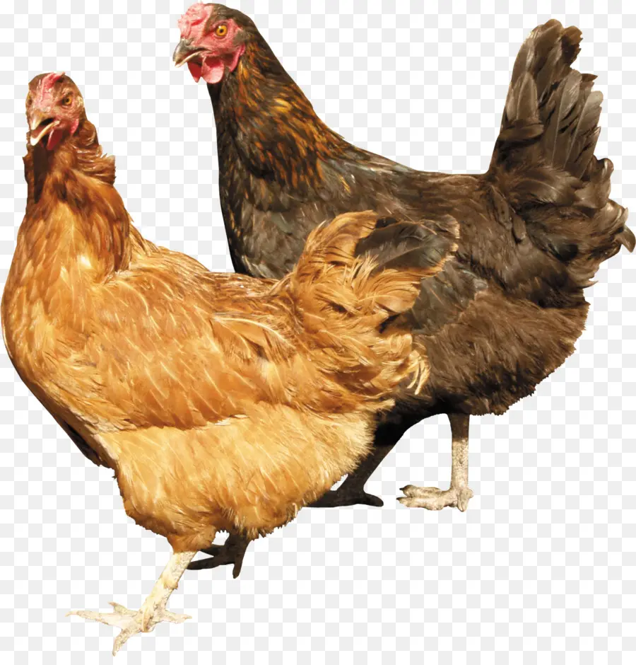 Pollos，Gallina PNG