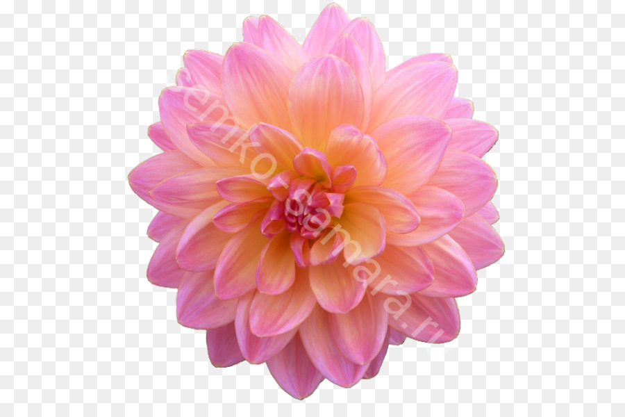 Dalia，Flor PNG