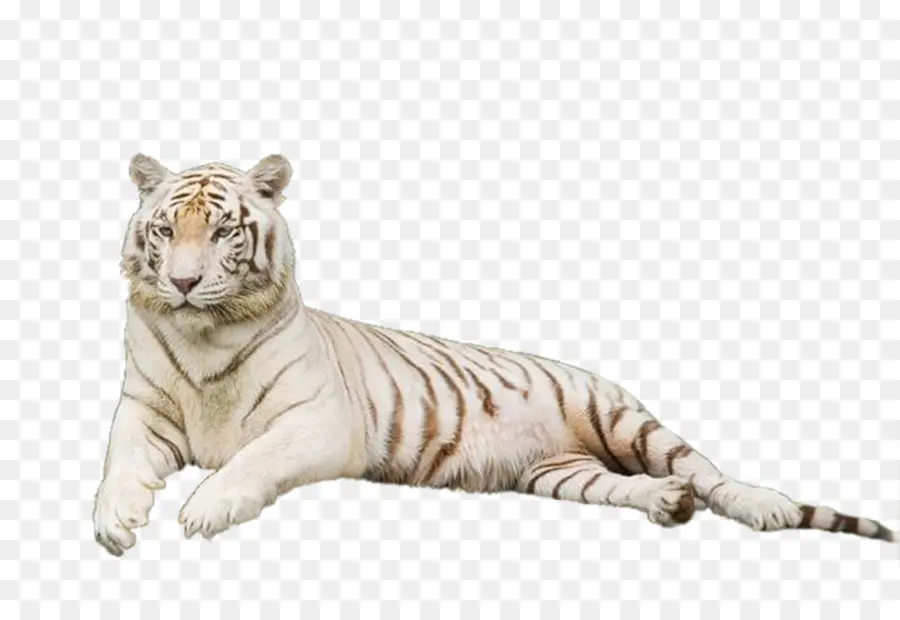 Tigre Blanco，Felino De Gran Tamaño PNG