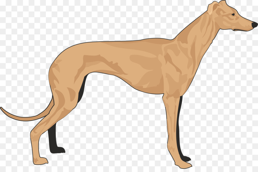 Galgo，Genio Italiano PNG