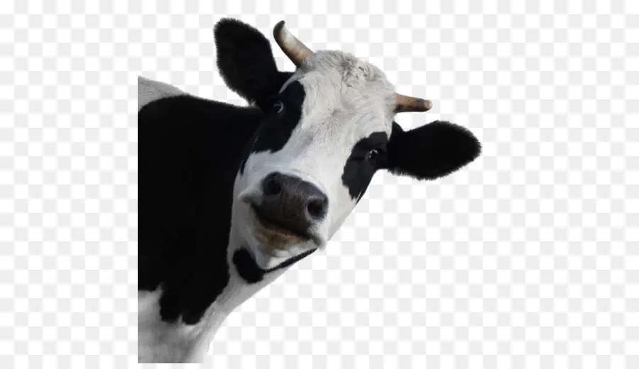 Vacas Lecheras，Ganado Frisio De Holstein PNG