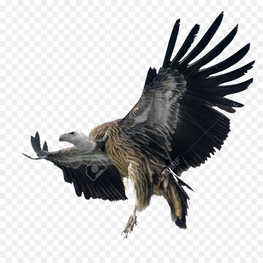 Águila Calva，Buitre De Grifo PNG