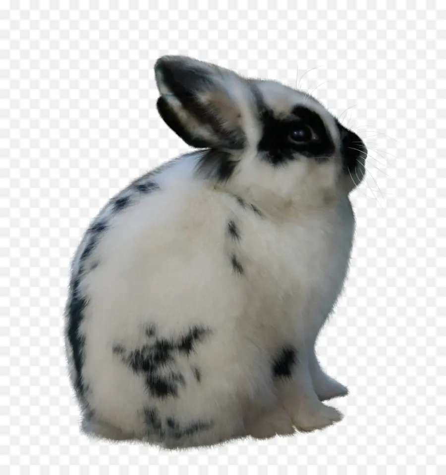 Liebre，Conejo De Pascua PNG