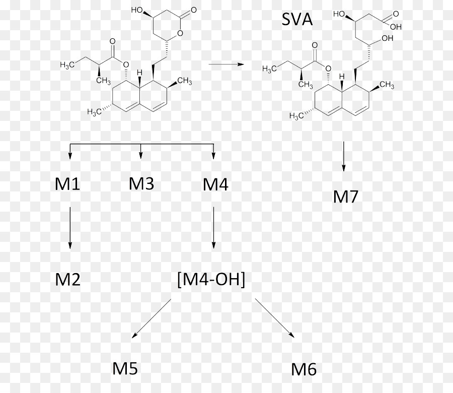 Simvastatina，Metabolismo PNG