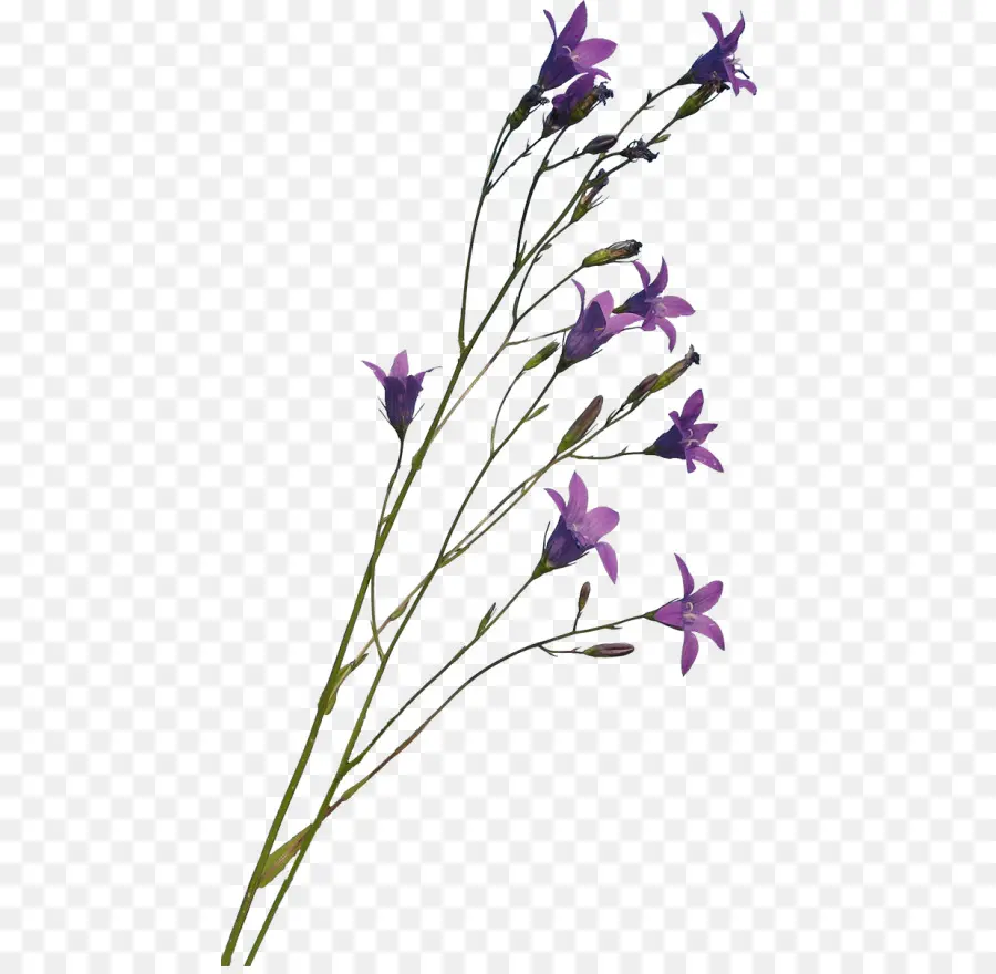 Familia Bellflower，Lavanda PNG