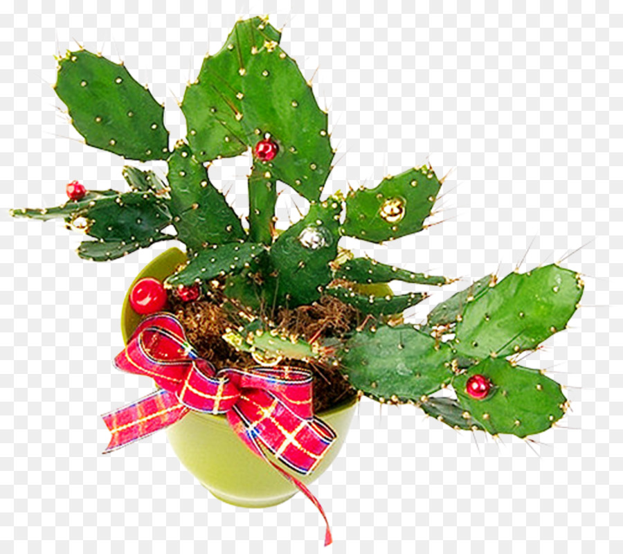 Cactus，Dibujo PNG