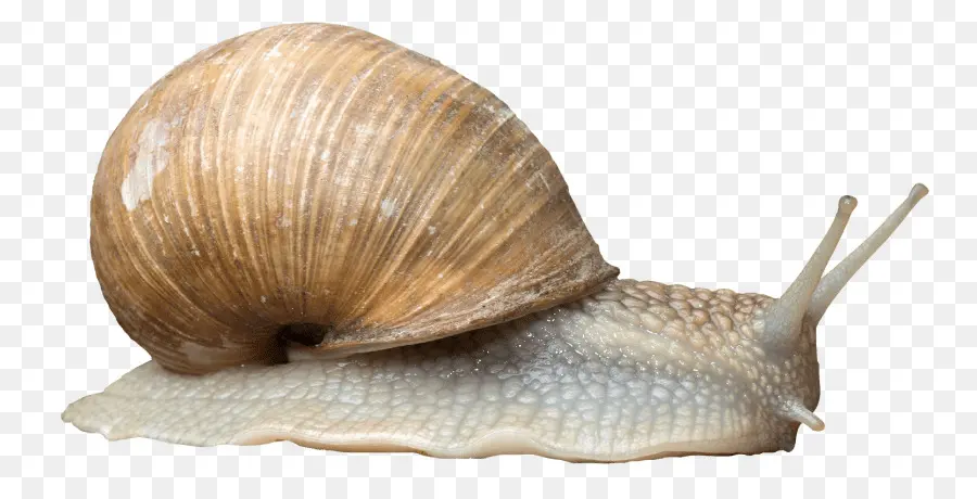 Caracol，Gasterópodos PNG