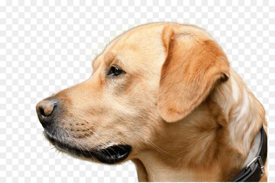 Labrador Retriever，Golden Retriever PNG