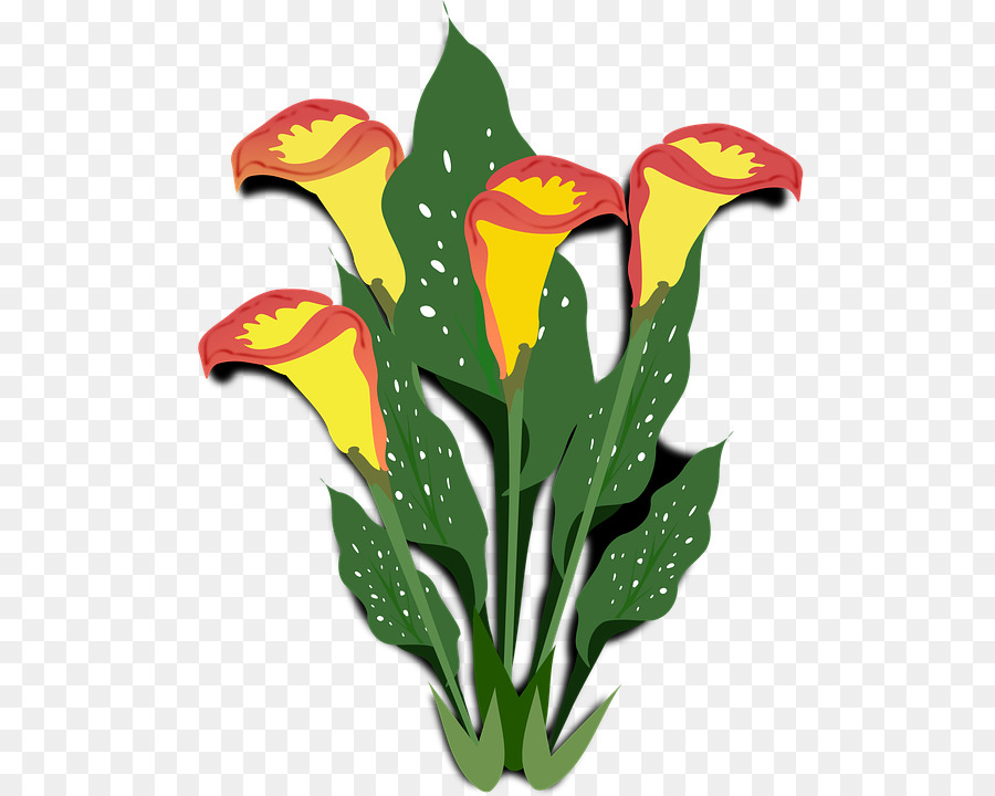 Arum Lily，Flor PNG