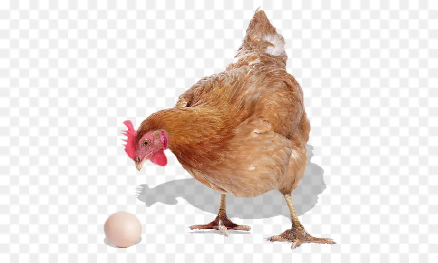 Gallo，Lápiz PNG