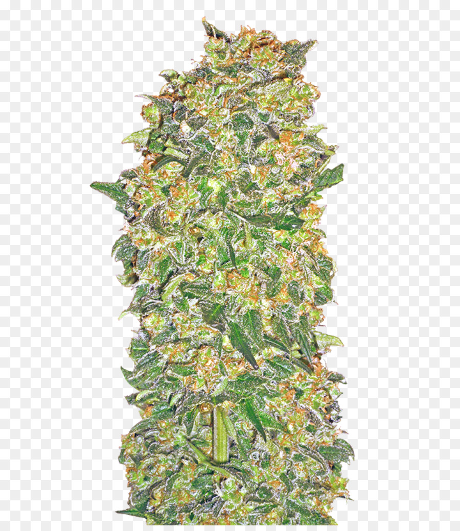 Planta，Hojas Verdes PNG