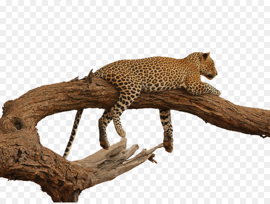 Leopardo，Manchado PNG