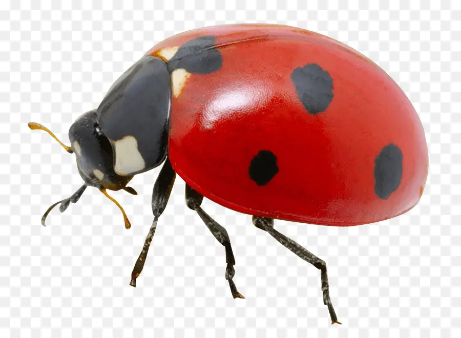Escarabajo，Representación PNG