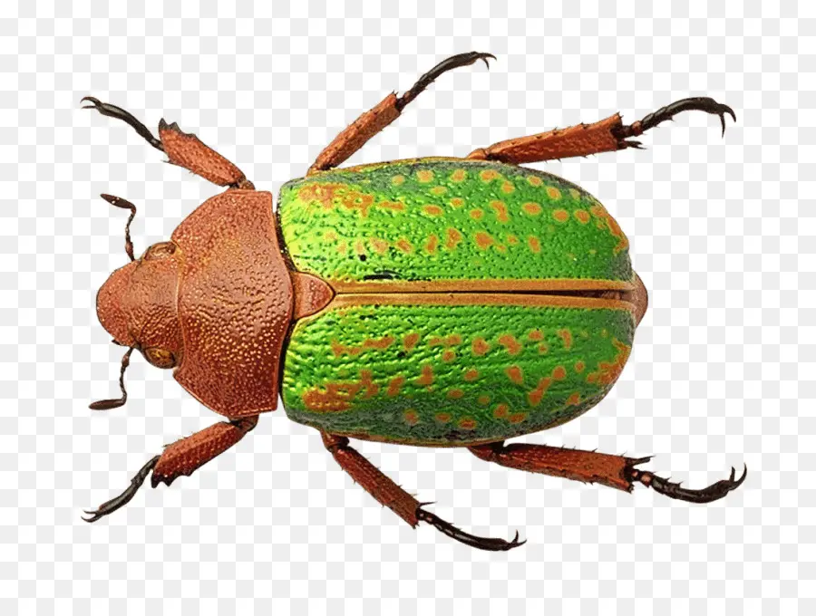 Escarabajo，Gorgojo PNG