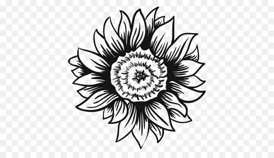 Girasol Blanco Y Negro，Flor PNG