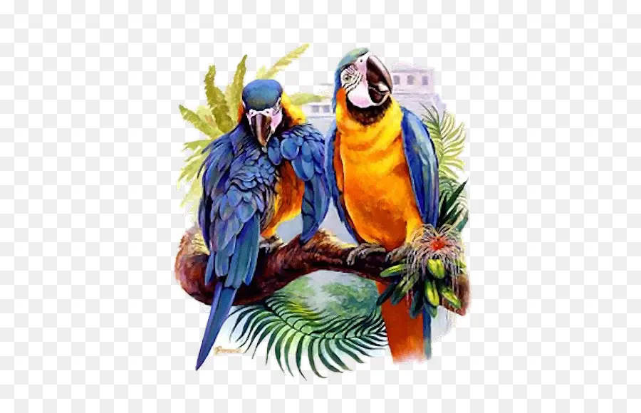 Dos Loros En Rama，Pájaros PNG