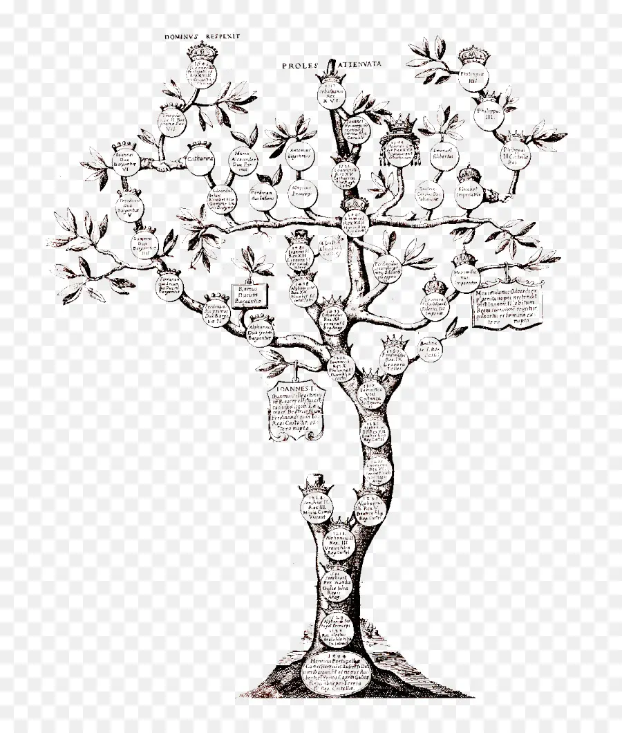 Genealogía，árbol De Familia PNG