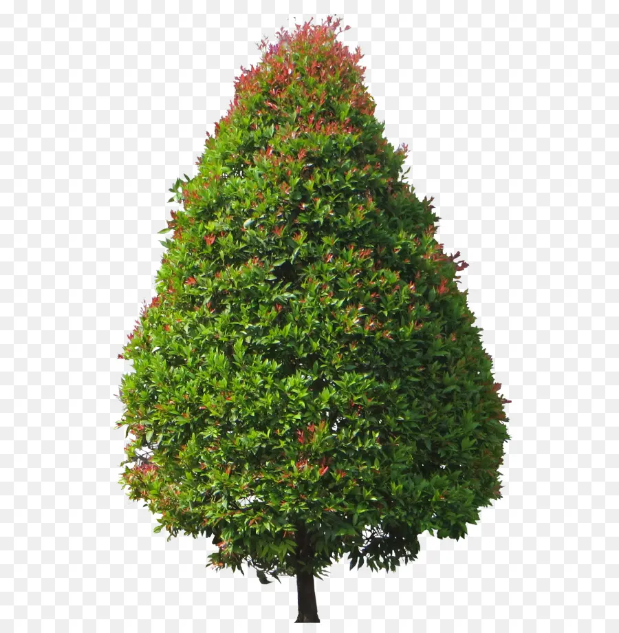 árbol Verde，Hojas PNG