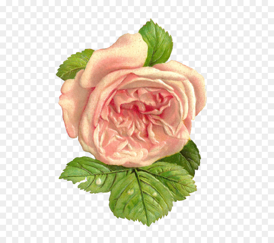 Rosas De Jardín，Rosa De Repollo PNG