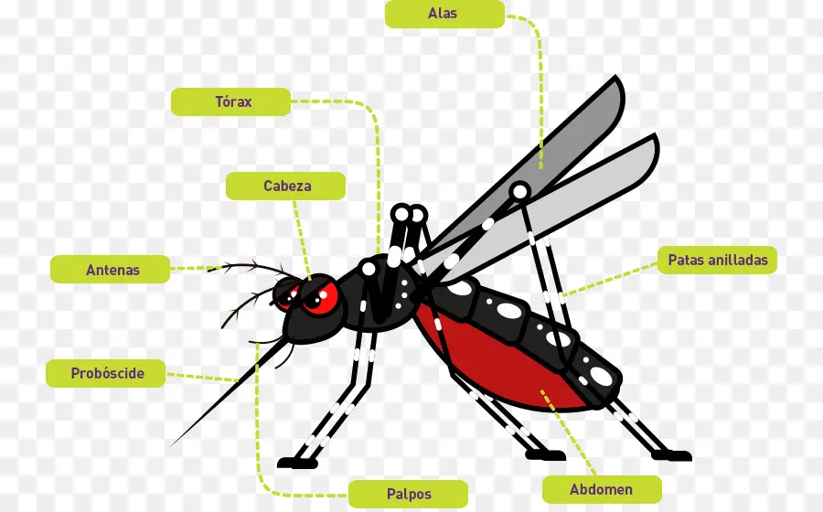 Mosquito，Anatomía PNG