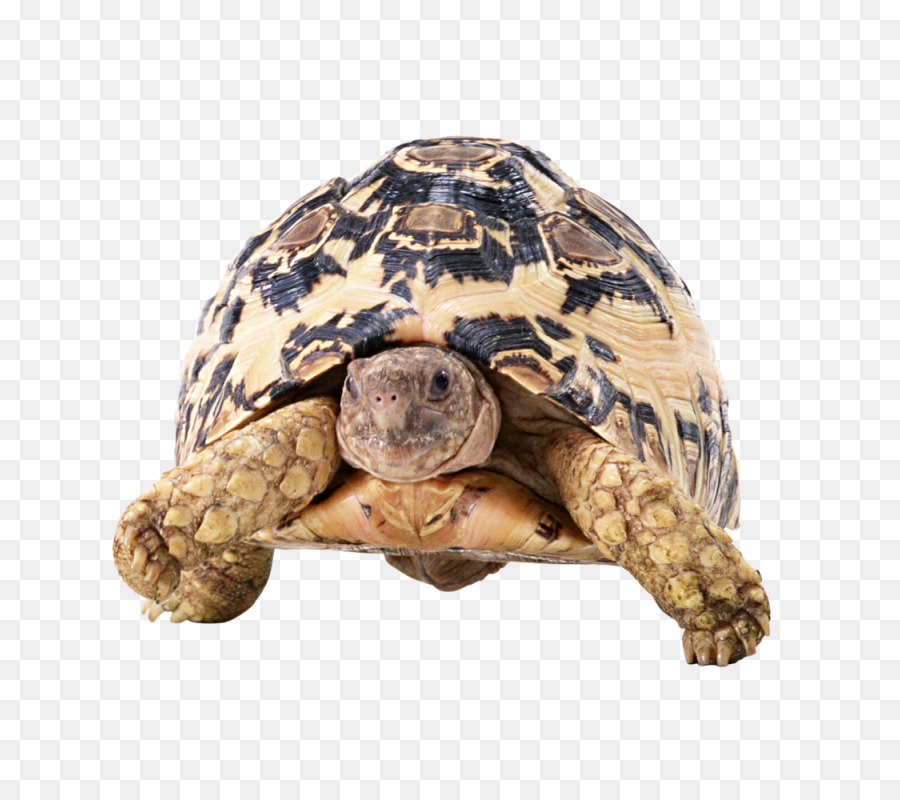 Reptil，Tortuga PNG