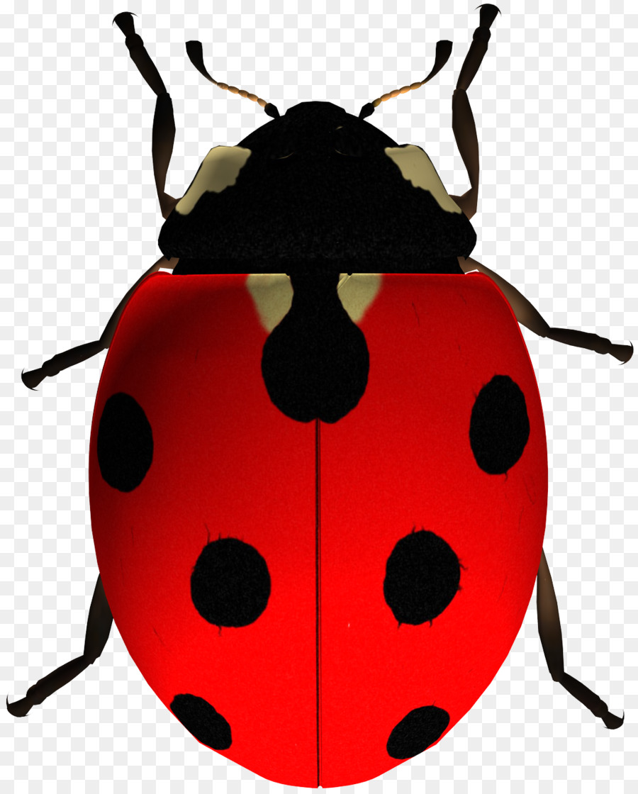 Los Insectos，Mariquita PNG