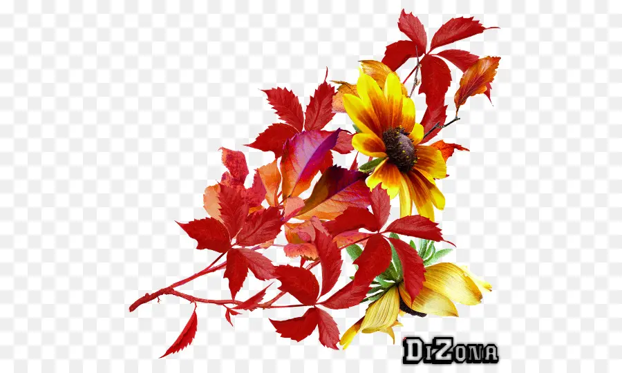 Diseño Floral，Flor PNG