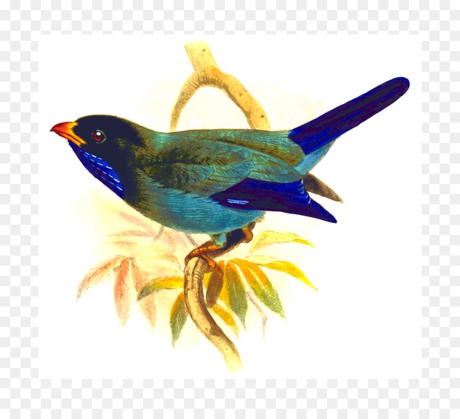 Pájaro，Loro PNG