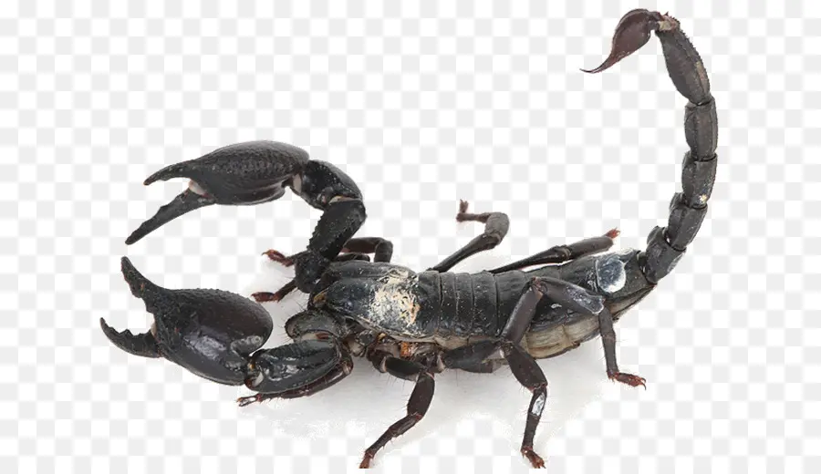 Escorpión，Insecto PNG