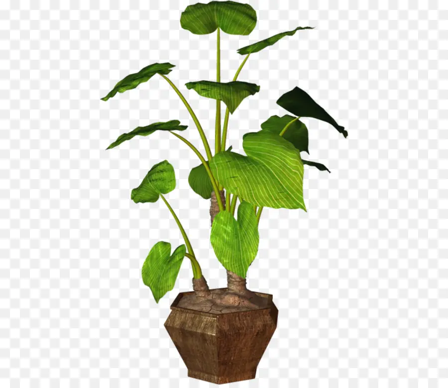 Planta En Maceta，Hojas PNG