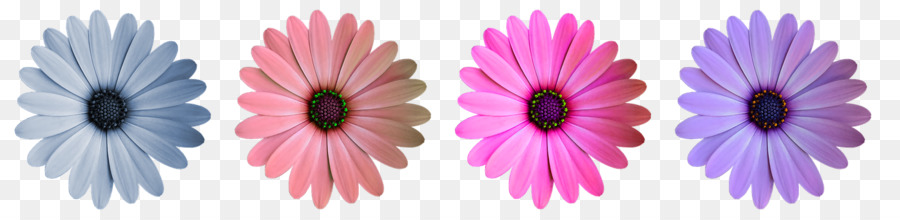 Flor，Color PNG