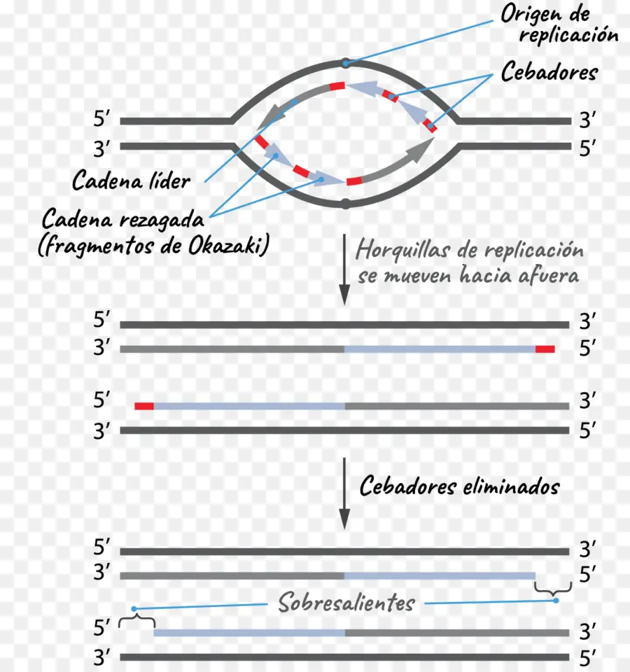 Replicación De Adn，Telómero PNG