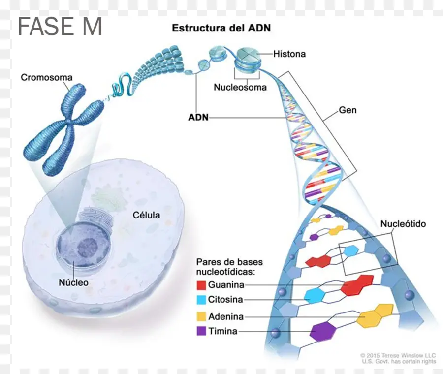 Adn，Cromosoma PNG