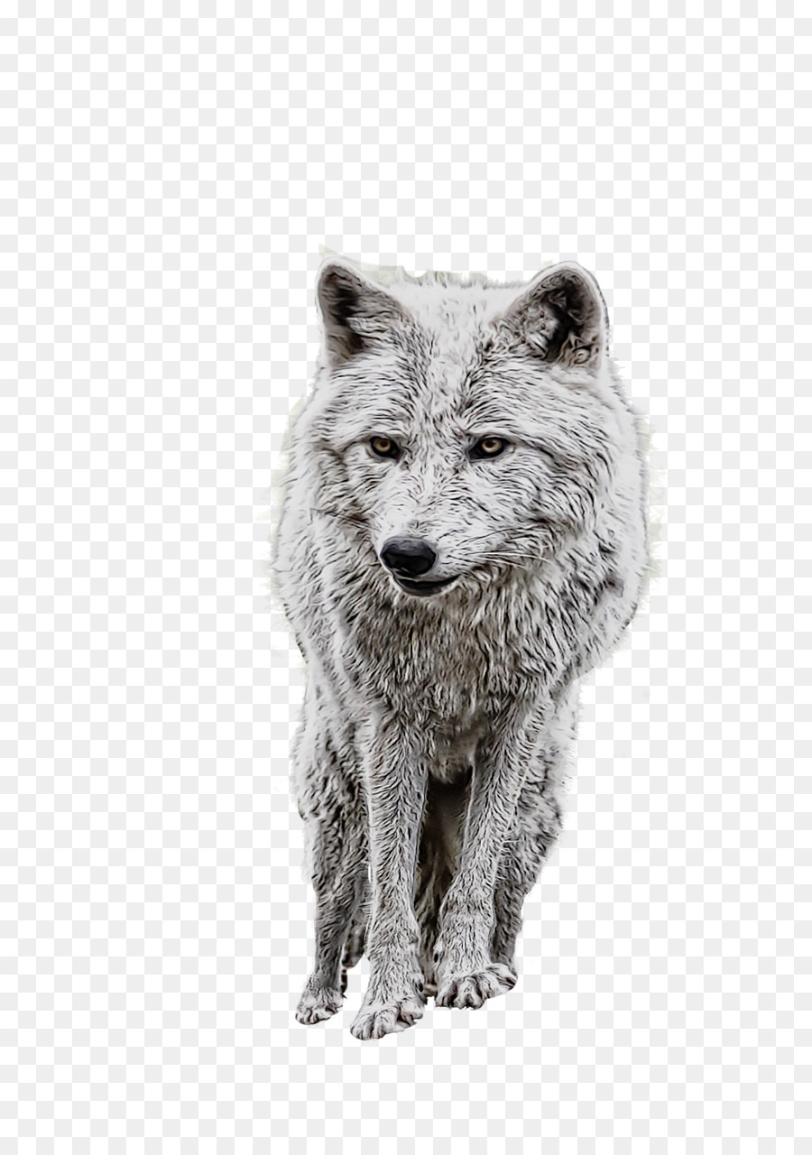 Alaska Tundra Wolf，Coyote PNG