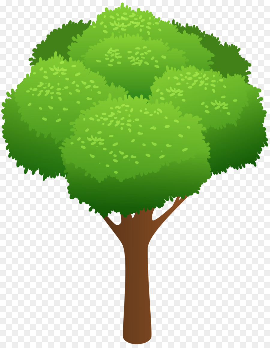 Árbol，Hojas PNG