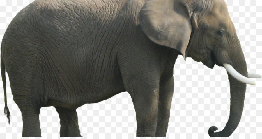 Elefante De Arbusto Africano，Elefantes PNG