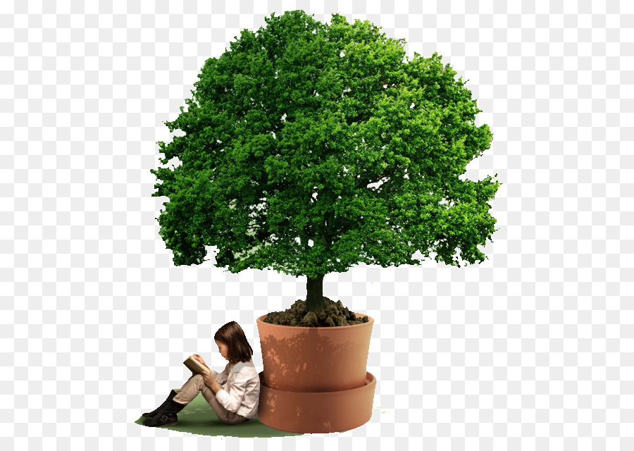 Niña Leyendo Bajo El árbol，Lectura PNG