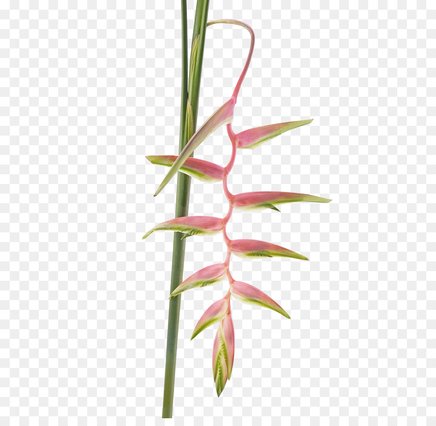 Flor，Hierba Dulce PNG