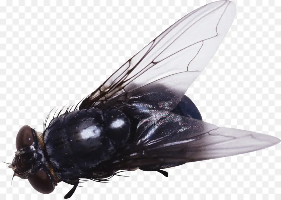 Insecto，Volar PNG