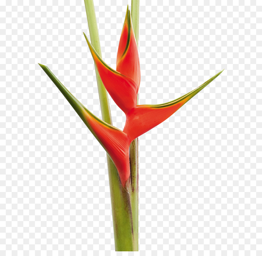 Flor De Heliconia，Tropical PNG