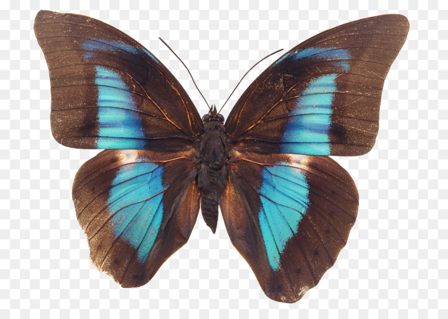 Mariposa，Mariposas Con Pincel PNG