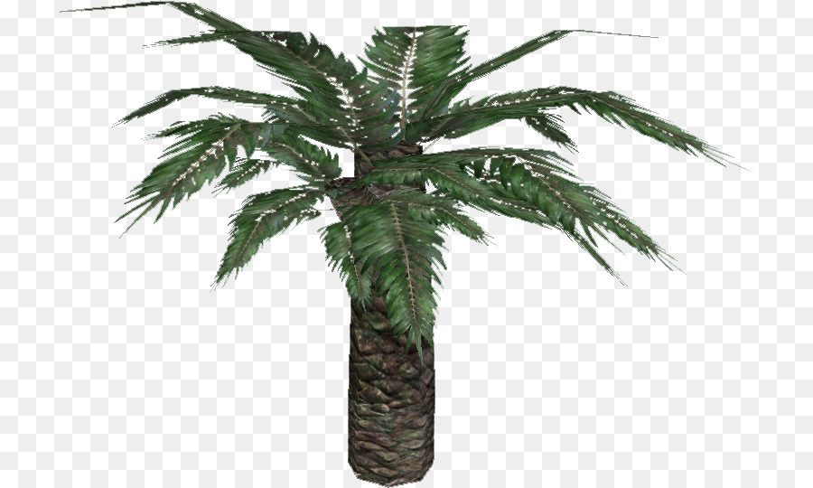 Palmera，Hojas PNG