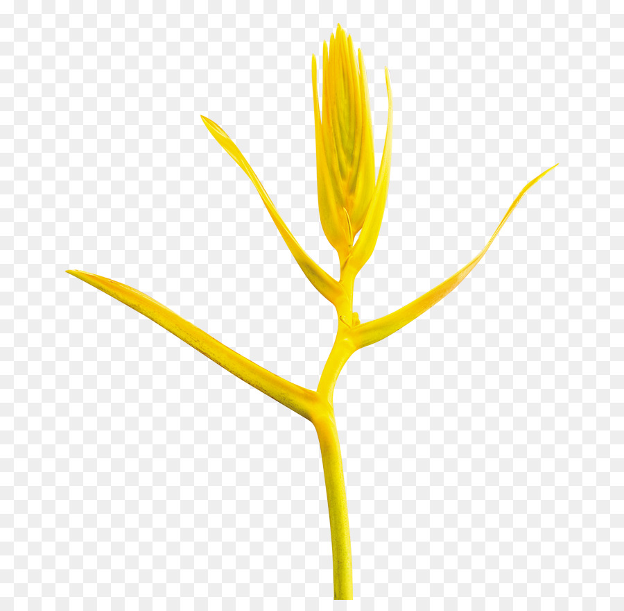 Flor，Producto PNG