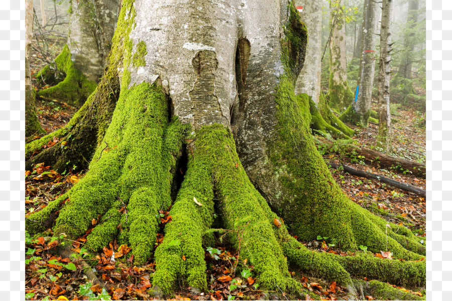 Hayas Europeas，árbol PNG