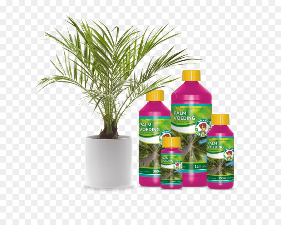 Sago Palm，Planta De Interior PNG