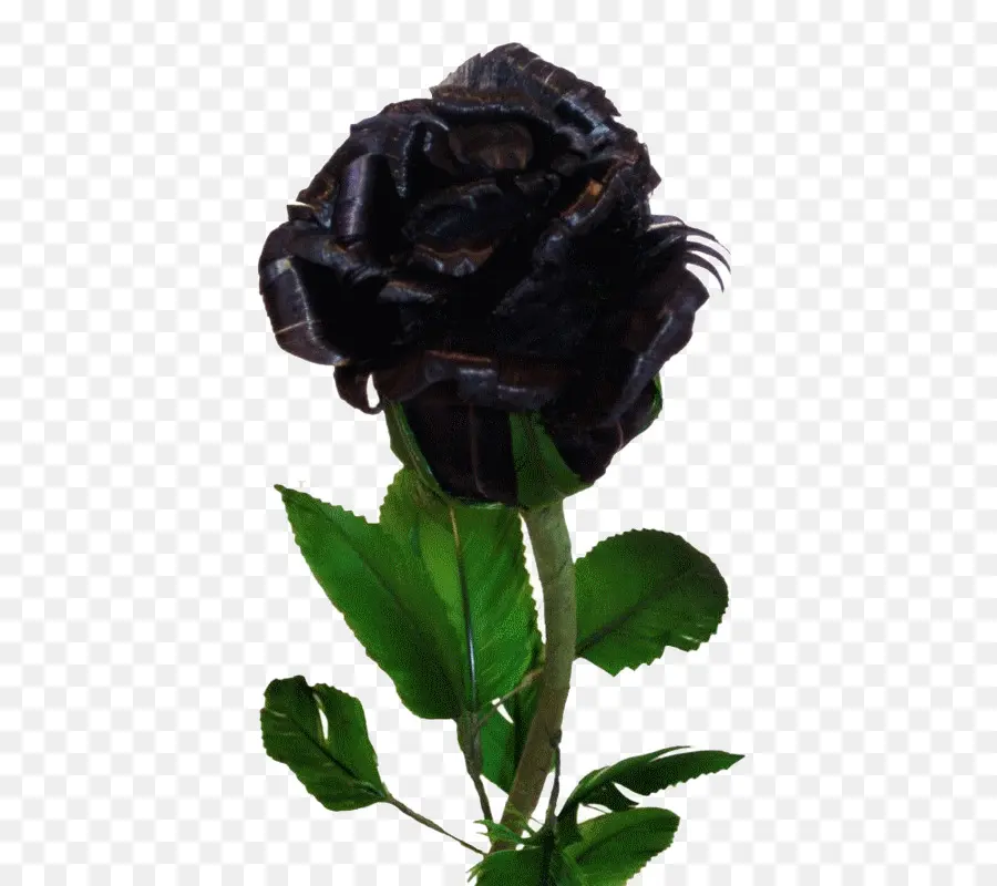 Rosa Negra，Oscuro PNG