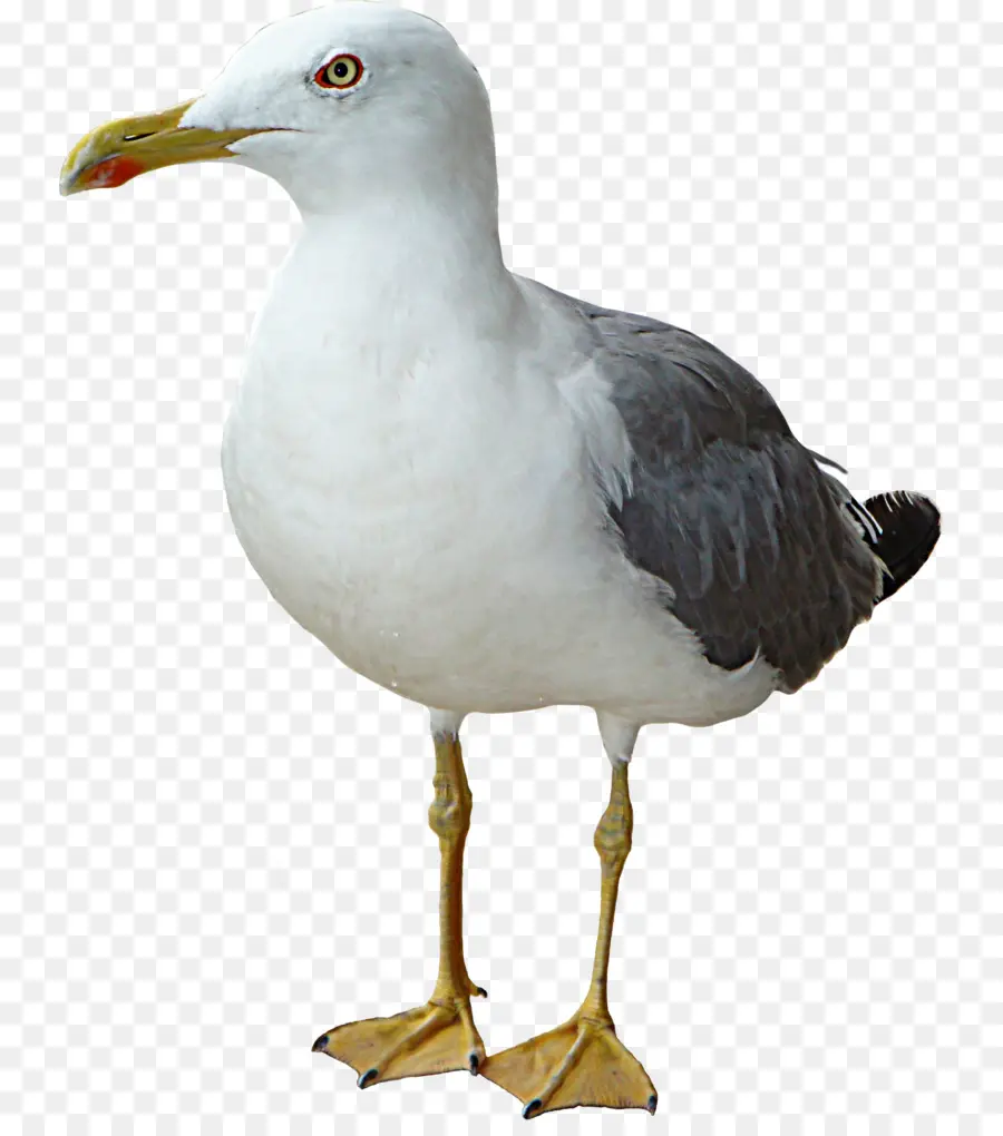 Gaviota，Plumas PNG