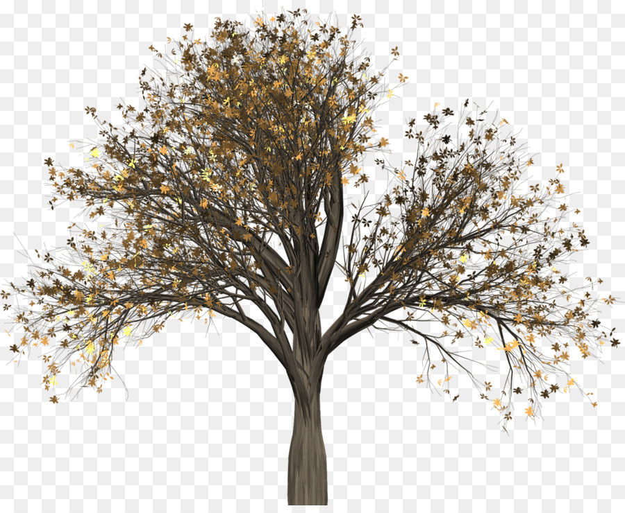 Ramita，árbol PNG