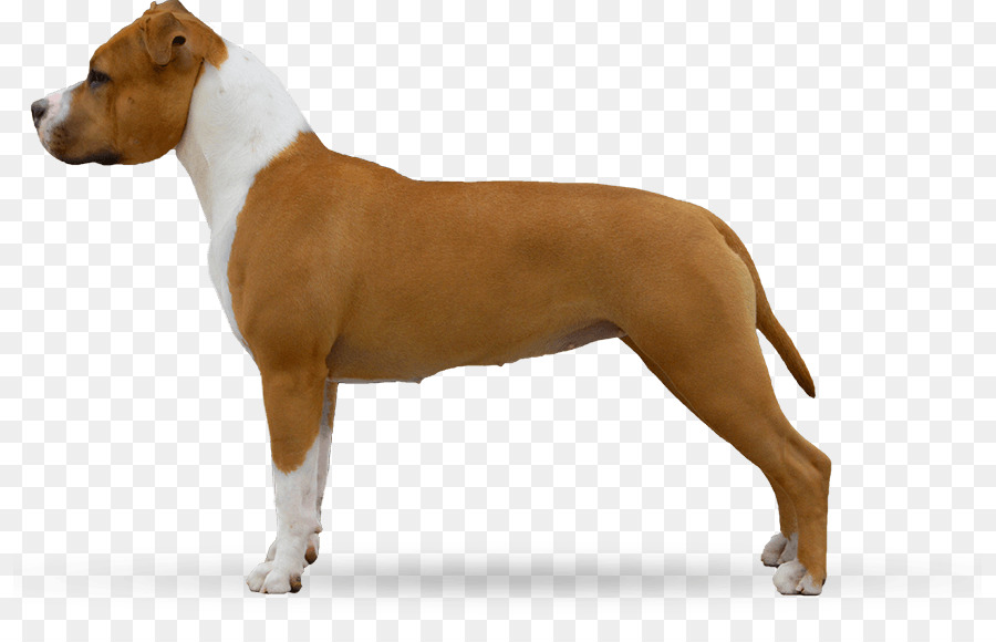 American Staffordshire Terrier，Toro Y Terrier PNG