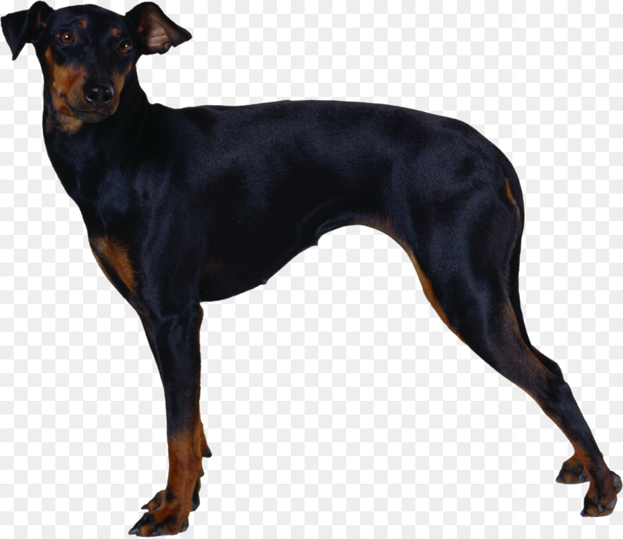 Dobermann，Manchester Terrier PNG